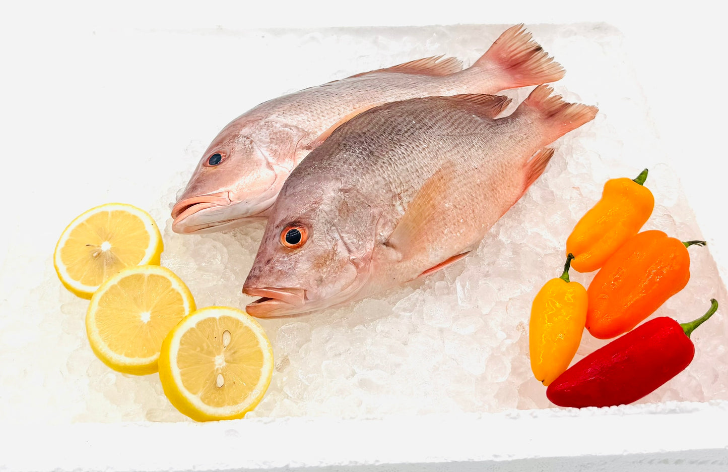 Red Snapper/红鸡鱼