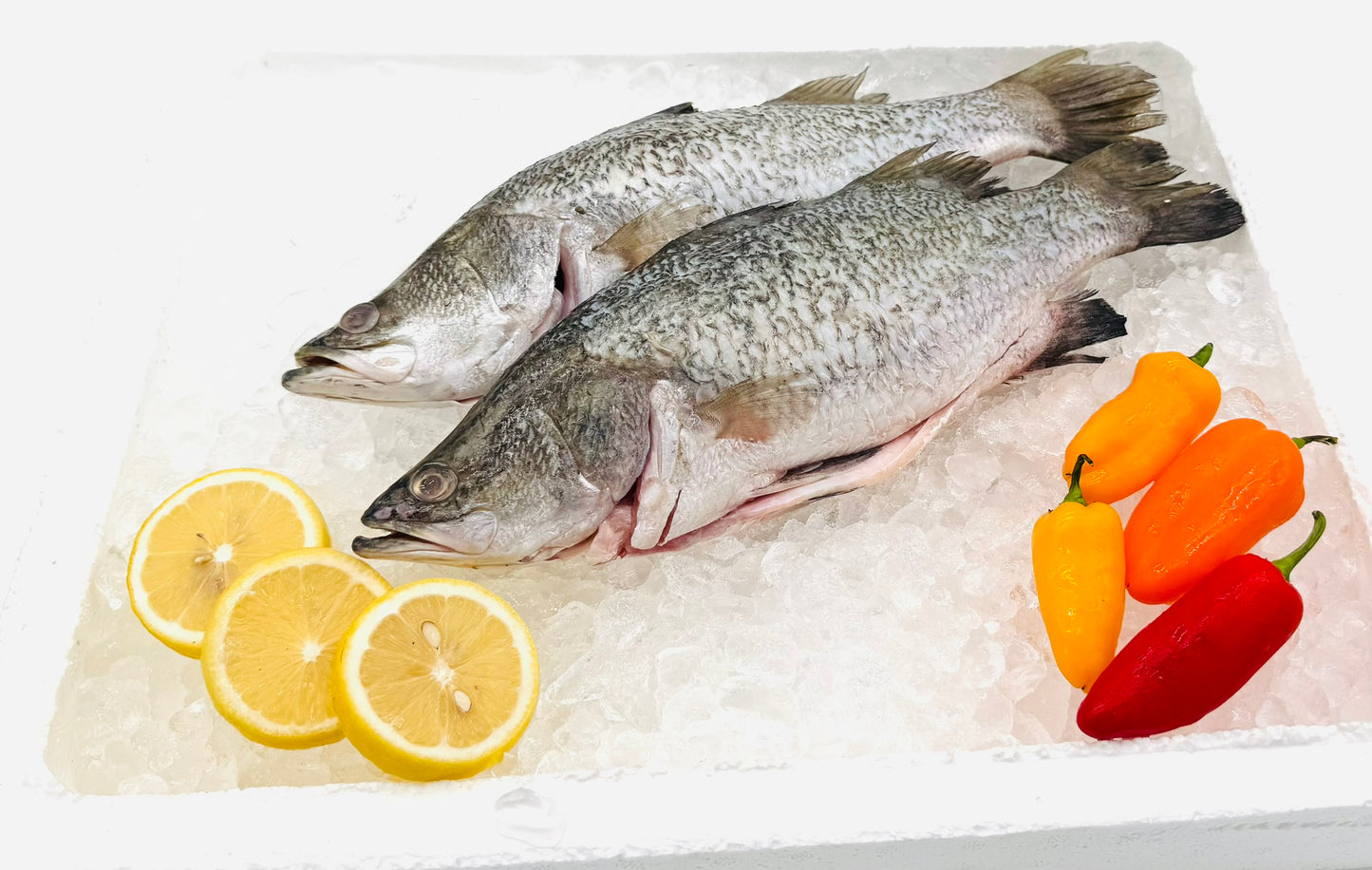 Sea Bass/金目鲈 700g-800g