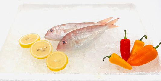Baby White Snapper/小红哥里